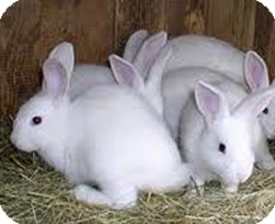 Выращивание кроликов